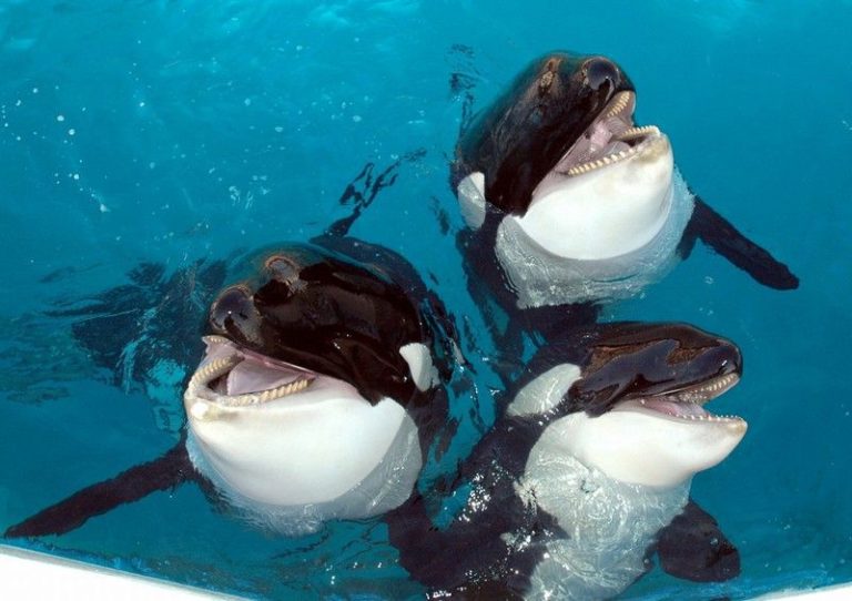 シャチ…海で天敵がいない、巨体で速くて仲間と連携する実力者 | エリアブルー